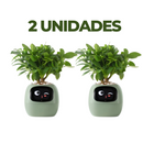 Vaso de planta inteligente- SmartBloom Charmed Love